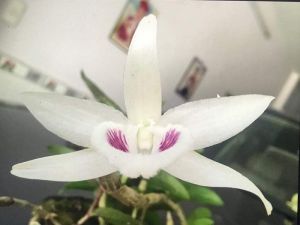 Cốc Phi Điệp 5CT Tiên Sa- hàng gieo hạt
