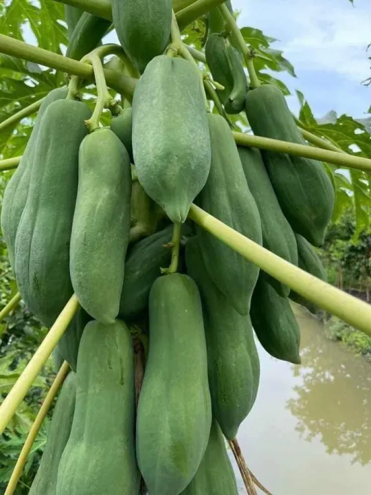 H%E1%BA%A1t%20gi%E1%BB%91ng%20%C4%91u%20%C4%91%E1%BB%A7%20l%C3%B9n%20Phuket%20si%C3%AAu%20ng%E1%BB%8Dt%20Th%C3%A1i%20Lan%20(%205Gram=%20kho%E1%BA%A3ng%20150%20h%E1%BA%A1t)%20-%20Image%204