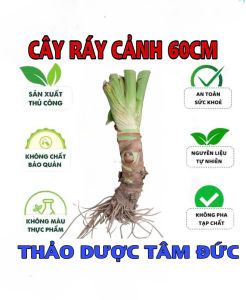 cây ráy voi cao 60cm trồng cảnh