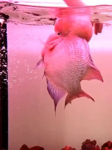 Taiwan Polar Luohan Fish Feed Flower Arhat Increasing Head Increasing Head Brightening Feed Fish Food Fish Food