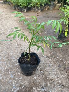 Cóc Thái lùn siêu quả cao 80cm | Lỗi 1 đổi 1 Quả giòn chua có thể trồng chậu ( ảnh thật)!