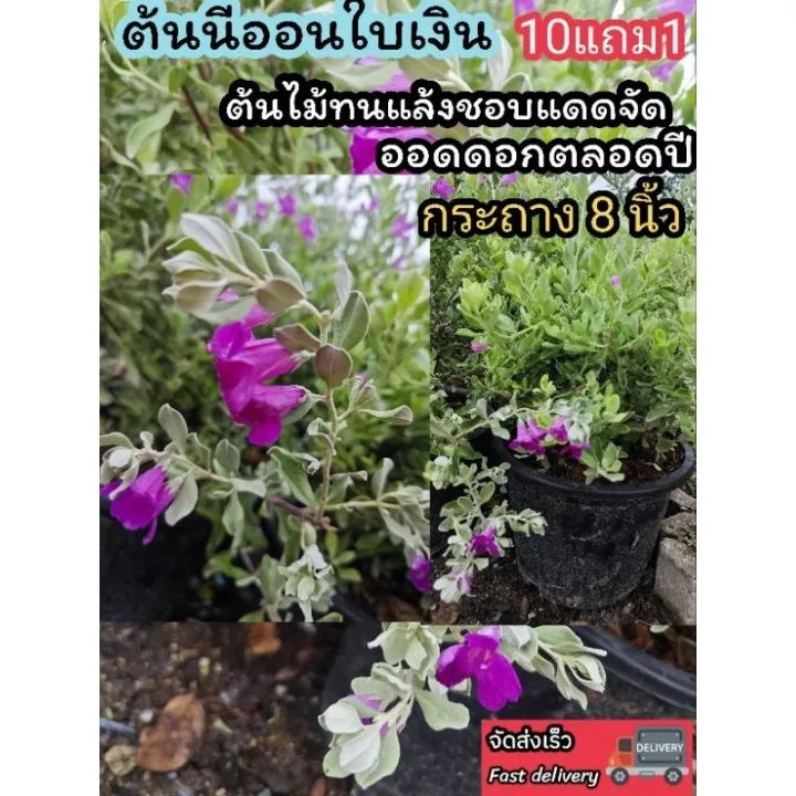 ต้นนีออนใบเงิน กระถาง 8 นิ้ว ไม้ดอกชอบแดด