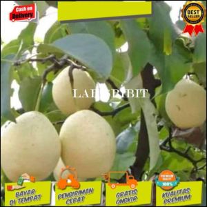 Bibit buah pir Hasil cangkok cepat berbuah