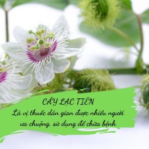 Lạc Tiên (chùm bao  nhãn lồng ) 1 ký hàng loại 1 chất lượng cao giúp an thần  ngủ sâu giấc tâm hồn thư thái  yêu đời.
