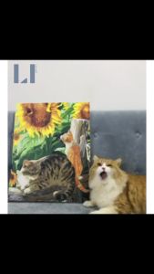 Tranh sơn dầu số hóa LIM Art – Tranh tô màu theo số Mèo