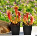 Cây Ăn Thịt, Cây Bắt Mồi Bẩy Kẹp, Gọng Vó, Nắp Ấm, Hố Bẩy, Cỏ Bơ Venus Flytrap Cây Bắt Côn Trung Bắt Ruồi Muỗi Kiến Gián. 