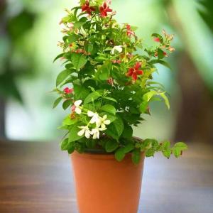 Rangoon Creeper (Quisqualis indica) -  - Pokok Akar Dani - रंगून लता Rangoon Creeper – Fragrant Blossoms Color-Changing Flowers Climbing Vine Tropical Beauty Fast Growing LIVE PLANT