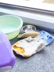 AirFun埃尔芬宠物洗碗慕斯洗洁精食品级泡沫型家用厨房清洁剂