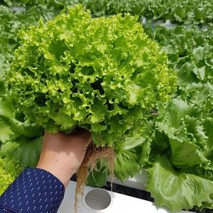 Hạt giống xà lách xoăn xanh chịu nhiệt gói 5 gram