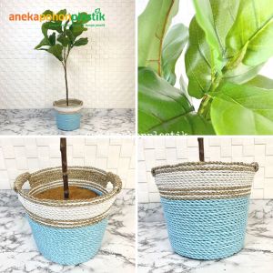 Pohon Imitasi Tanaman Artificial Ketapang X3 T120 Pot Dasar Cover Anyaman Seagrass Handle Dekorasi Ruang Tamu