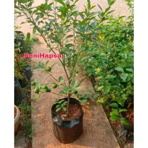 Bibit Jeruk Santang Madu Berbuah Tinggi 1 Meter batang besar