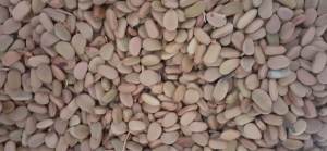 Hạt giống cây tô mộc