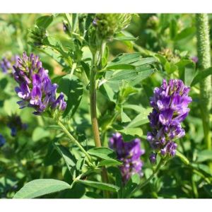 Gói 50g hạt giống cỏ linh lăng (Alflfa) dành cho gia súc gia cầm-gieo trồng quanh năm