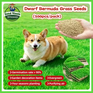 100% Legit High Germination 200pcs Bermuda Grass Seeds for Planting Green Grass Seeds for Family Garden/villa Courtyard Park Soccer Field/Golf Course Lawn Grass Seeds for Garden Decor Grass Carpet Herb Seeds Lawn Seeds Real Grass Seedlings Flower Seeds