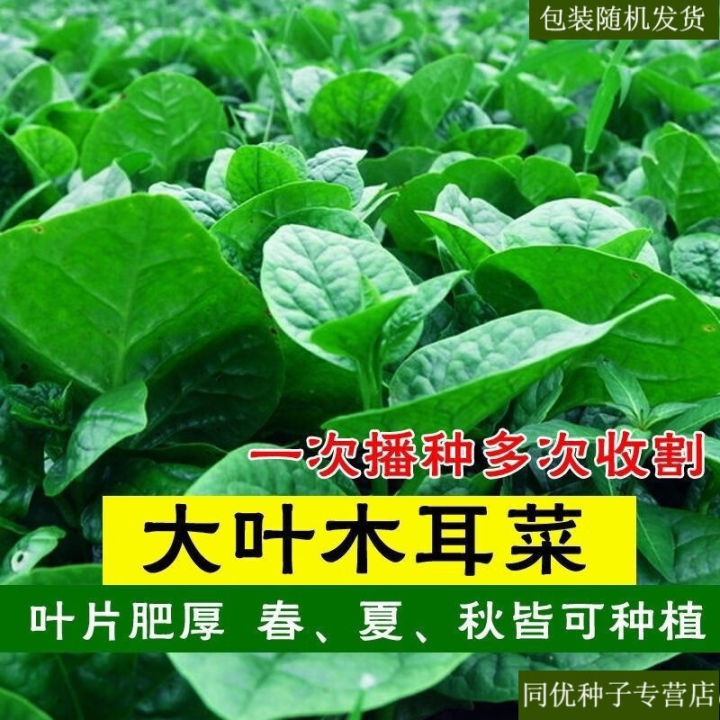 Seeds of auricularia macrophylla Four Seasons Fastgrowing Bean Curd