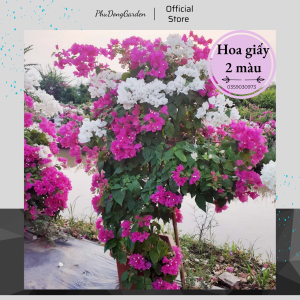 Hoa Giấy 2 Màu HongKong cao 80cm đã có hoa | Lỗi 1 đổi 1 Hoa ra quanh năm phù hợp khí hậu 3 miền chăm sóc dễ dàng trang trí ban công sân vườn(ảnh thật)!