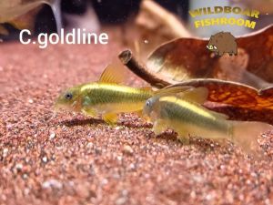 Corydoras goldline | Live animal