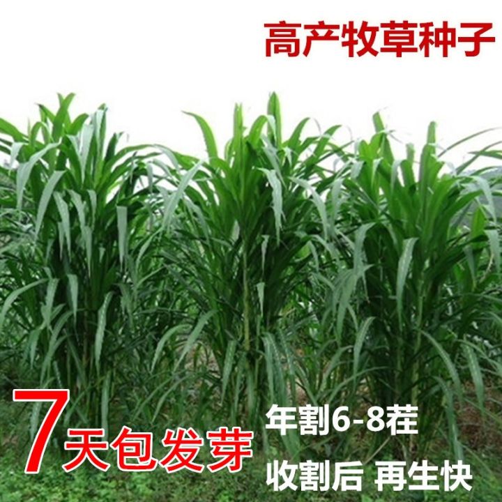 Grass seeds perennial ryegrass emperor bamboo grass sweet elephant ...