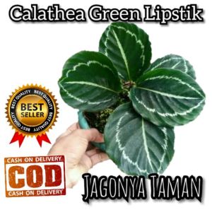 TANAMAN HIAS CALATHEA GREEN LIPSTICK / KALATEA GREEN LIPSTIK
