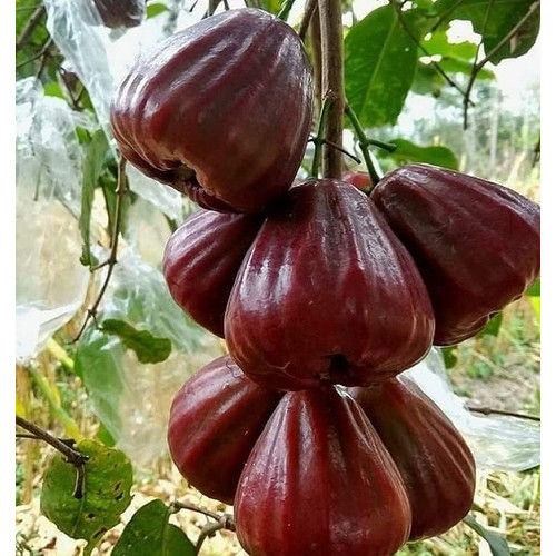 Jambu black 2025