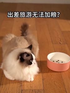 7.6L Large Capacity Pet Water Dispenser Automatic Food Feeders for Cat Dog Siphon Drinking Fountain