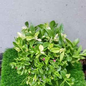 PROMO Bunga baby Sun Rose Aptenia ( super rimbun ) Beli 3 gratis 1
