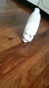 Rubber Bone Dog Toy (Small)