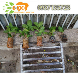 [HCM]combo 5 cây cẩm tú cầu cây giống