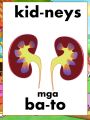 English-Filipino Syllabication-Pagpapantig ng mga salitang may larawan | 50cards | Flashcards | Parts of the body | 3x4 inches. 