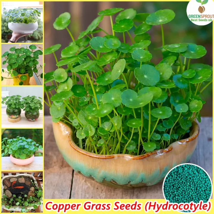 50 seeds pack Copper Grass Plant Seed Cold Water Flower Seeds Easy