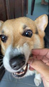 Pet treats -Beef Lung牛肺（Latte宠物手工零食)pet food.furkid food.dog snack.健康零食、无添加、纯天然