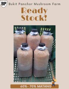 (5 Bongkah) Bongkah Cendawan Tiram Kelabu