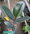Rubber Tree " Ficus Elastica Burgundy " With FREE Plastic Pot and Garden Soil  (  Real and Lowest Price ) AGs Infinity Shop Limited Stock Only. 