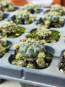 (Buy1Free1) Gymnocalycium Damsii/ 丽蛇丸裸萼球属