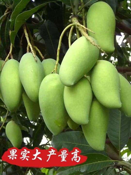 Mango Seedlings Grafted with Extra Large Fruit Guifei Mang Four Seasons Mang Jinhuang Mango