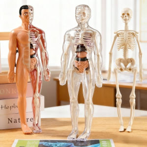 3D Transparent Human Body Anatomy Model DIY Detachable Skeleton Early Learning Kids Educational Toy