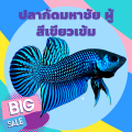ปลากัดมหาชัย สีเขียว เป็นปลากัดลูกช้อนจากป่าของแท้ มีขาย ทั้งตัวผู้และเมีย สามารถเลือก ที่ต้องการได้ครับ ขนาดตัว เล็ก กลาง. 