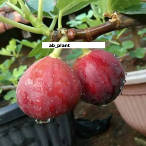 Bibit Buah Tin Masiyi Cepat berbuah