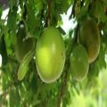 Buah Maja Terbaik: Berat 2-3 Kg, Kenikmatan Buah yang Menggugah Selera!. 