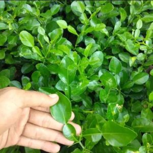 Bibit jeruk purut Bumbu Masak