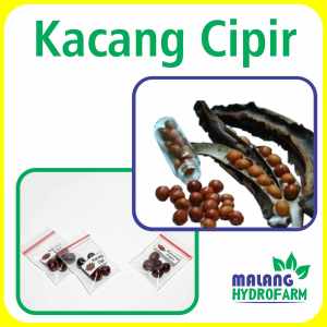 Benih Kacang Cipir Unggulan Berkualitas biji bibit repack Botor Cicipir Botol kecipir jaat kumbotor kelongkang tanaman berbiji pot hydropon hidroponik