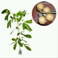 BUAH LANGKA..Bibit Buah Cacil Kecacil/Kepundung Siap Tanam Termurah. 