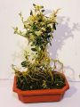 Cây bạch tuyết mai bonsai để bàn. 