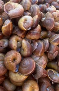 หอยเดื่อหอยเดื่อขม