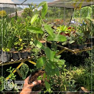 Tanaman Lekwanyu Leekwanyuu Likuanyu Lee Kwan Yew Menjuntai