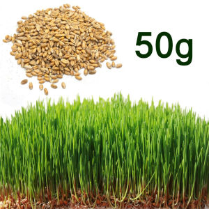 Green House® - Barley Seeds for Planting Sprouting Microgreens 50 or 100 grams incl. Planting Instruction Barley Grass