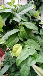 ใบย่านาง #ออแกนนิค100% ใบย่านางสดปลอดสารพิษ