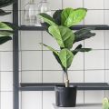 Cây Bàng Singapore - Cây cảnh sân vườn. 