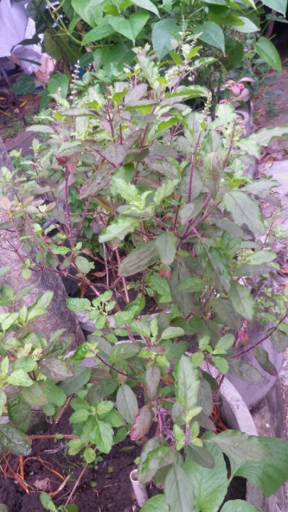 เมล็ดพันธุ์กะเพราแดง กลิ่นแรง