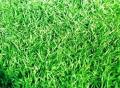 ขายถูก 100 กรัมหรือ 1 ขีด เมล็ดหญ้ามาเลเซีย Tropical Carpet grass หญ้าเห็บ หญ้าไผ่ หญ้าปูสนาม สนามหญ้า เมล็ดพันธ์หญ้า ปูสนาม สนามหญ้าและสวน. 